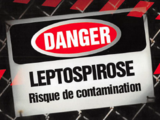 Danger leptospirose risque de contamination